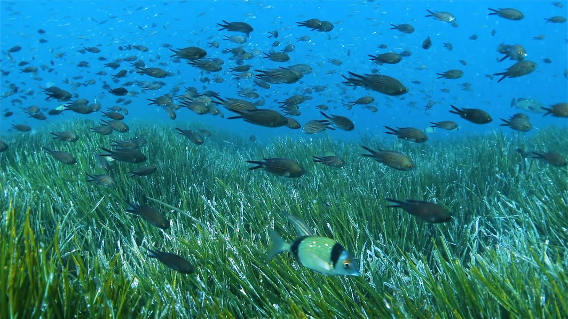 The Posidonia is responsible for much of the Mediterranean's clear water and sandy beaches