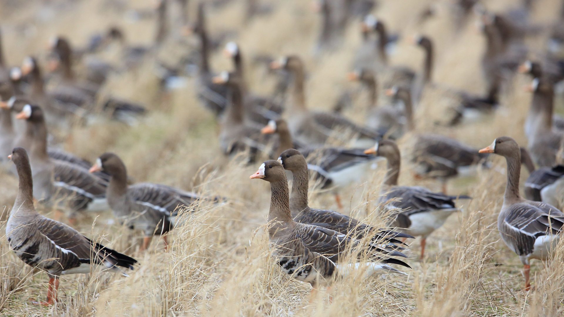 Japan's Greater White-fronted Geese