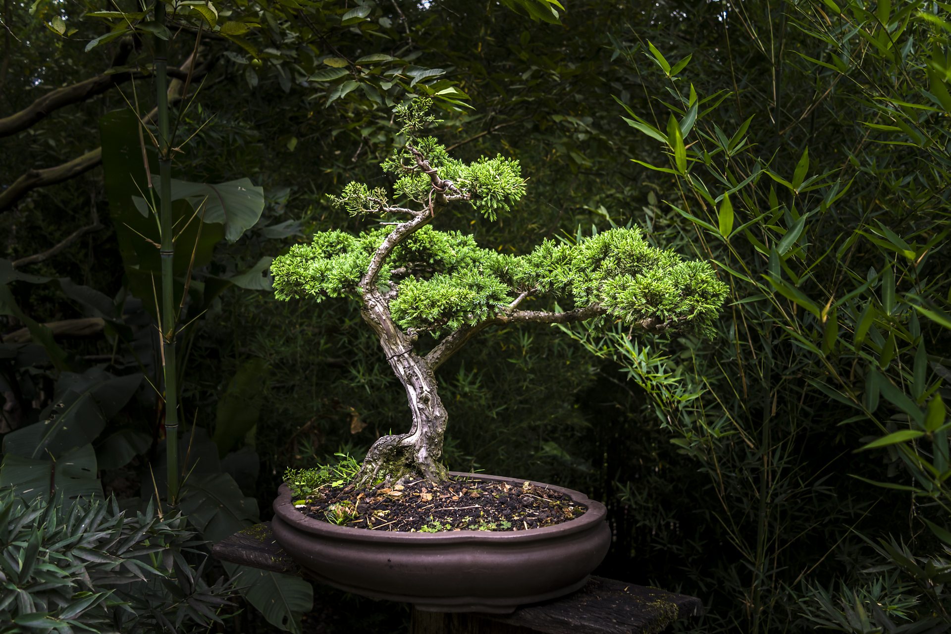 The ancient art of Japanese bonsai