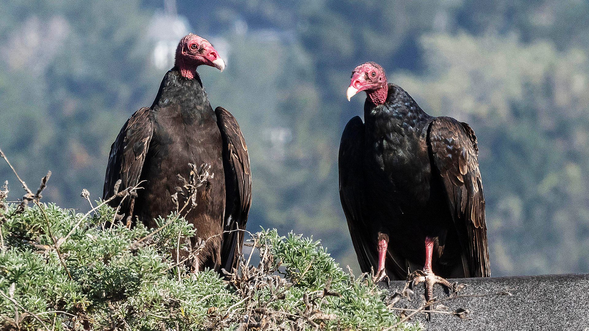 A pair of turkey vultures perching after feeding. California, United States.