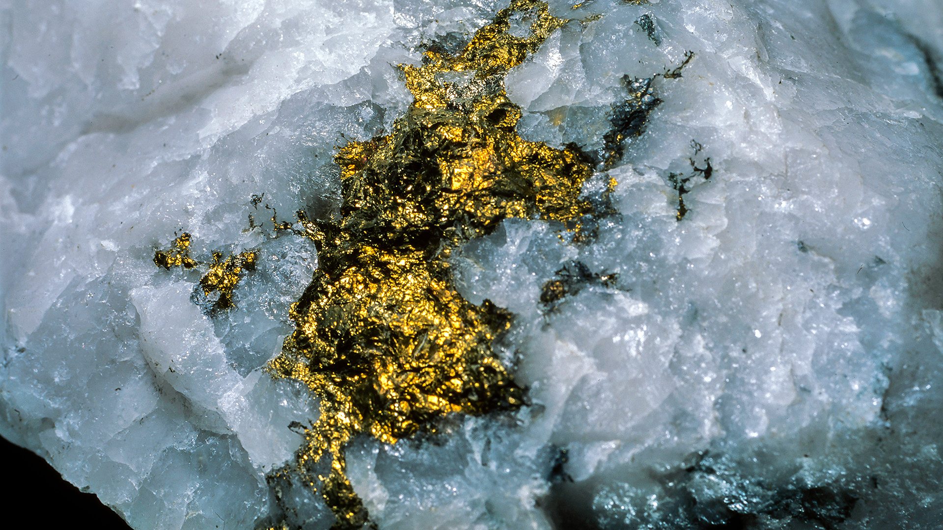 A nugget of gold encased in quartz rock.