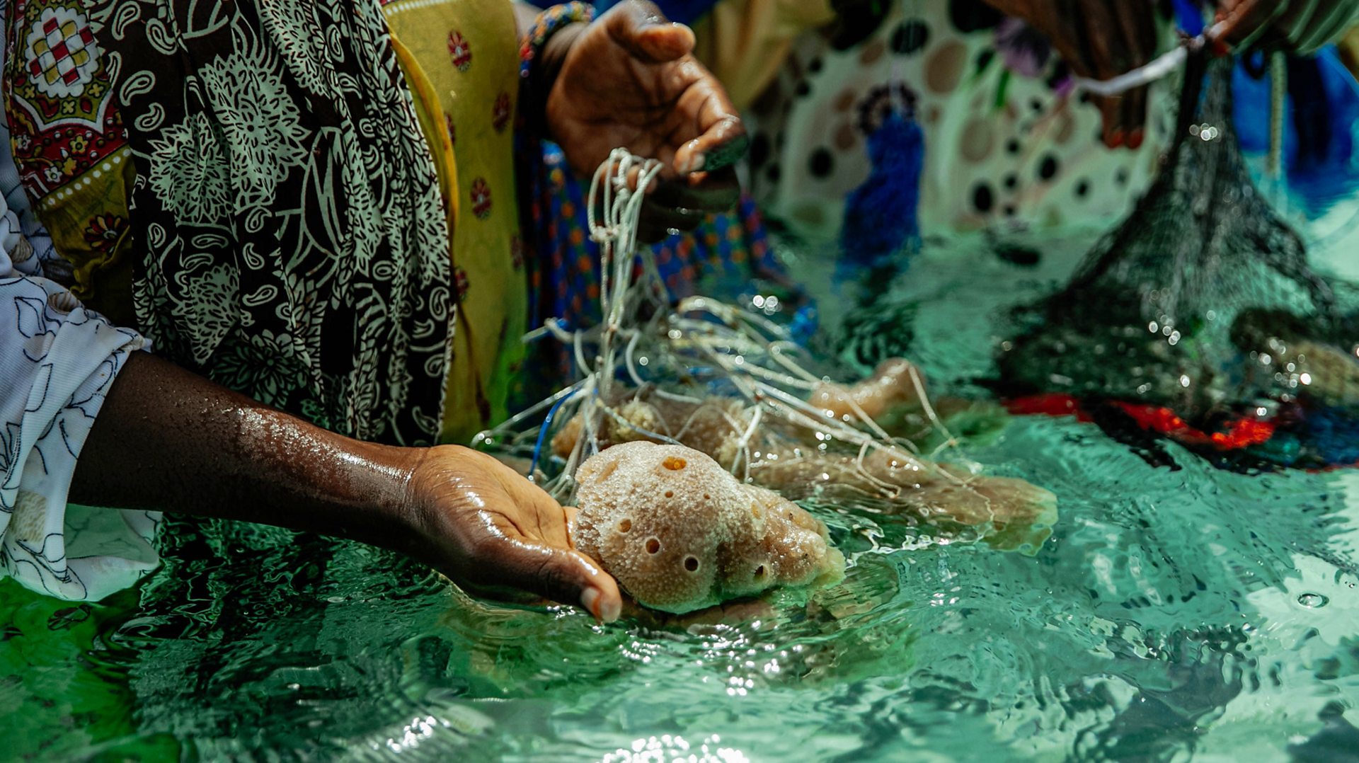 The spongy creatures cleaning Zanzibar's oceans