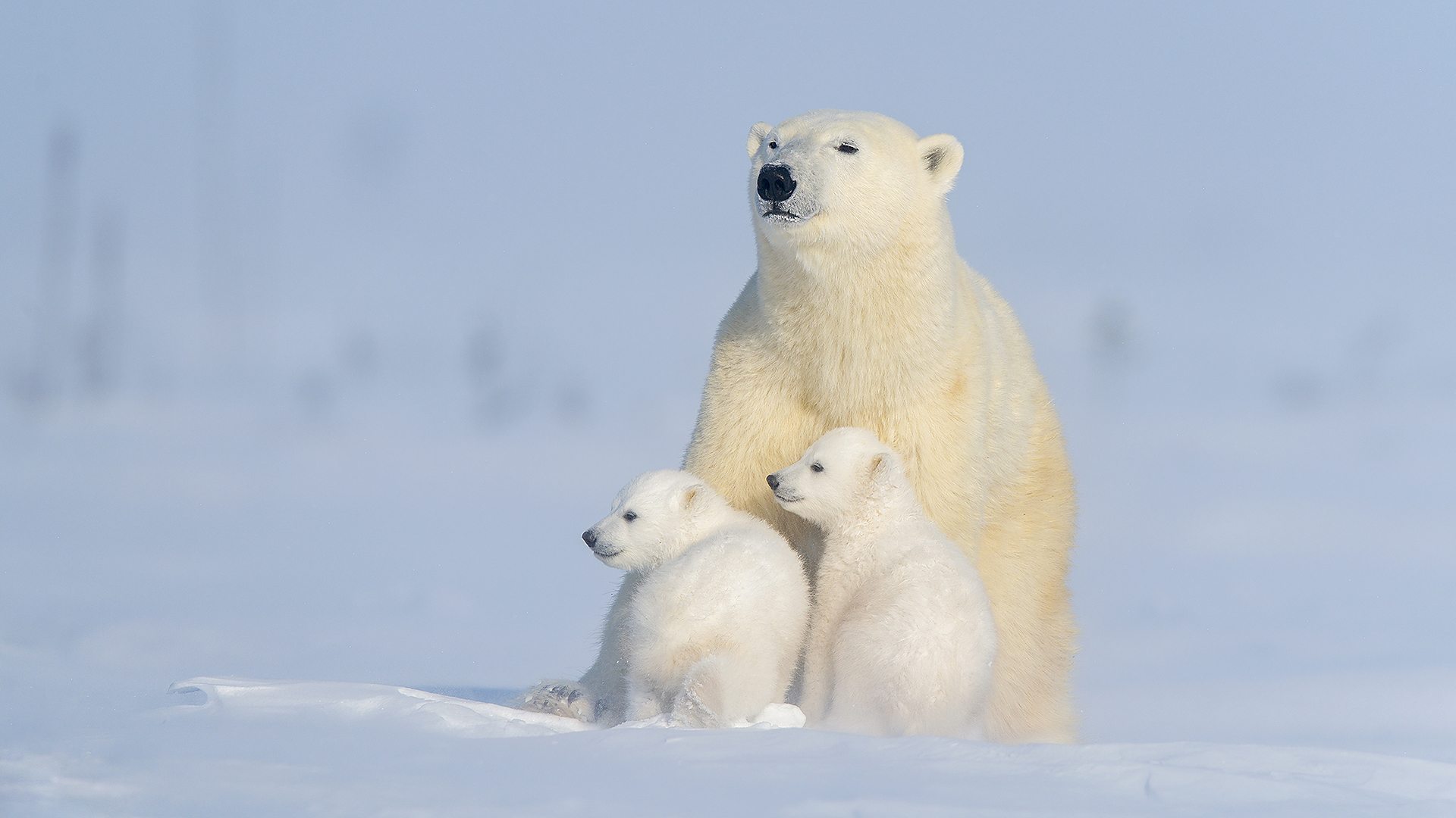 Polar bear with cubs in the Arctic (Credit: Getty Images)