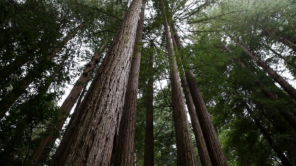 Getty Redwoods are the tallest trees on the planet and can live for 2,000 years (Credit: Getty)
