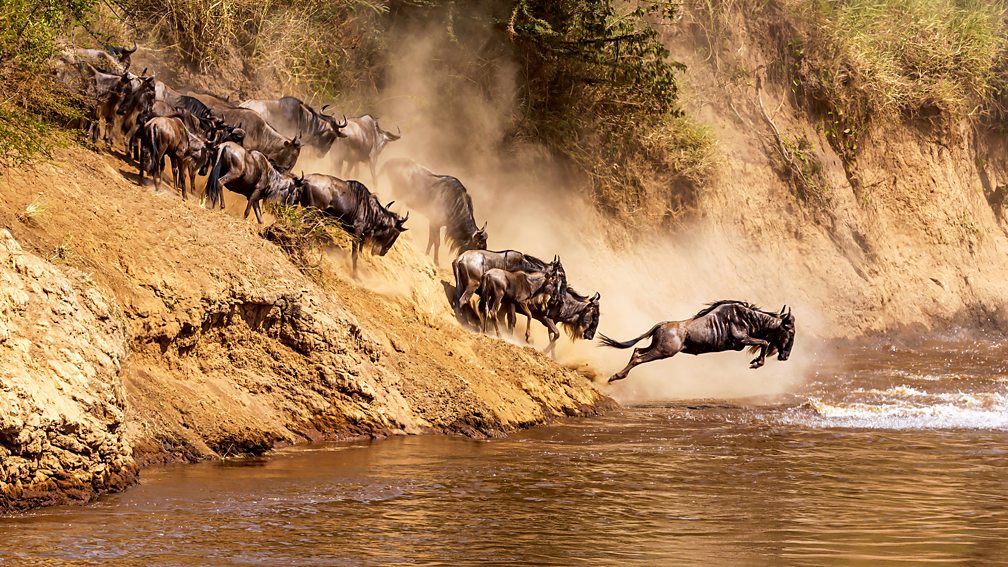 Getty Images Wildebeest leaping out into a river (Credit: Getty Images)