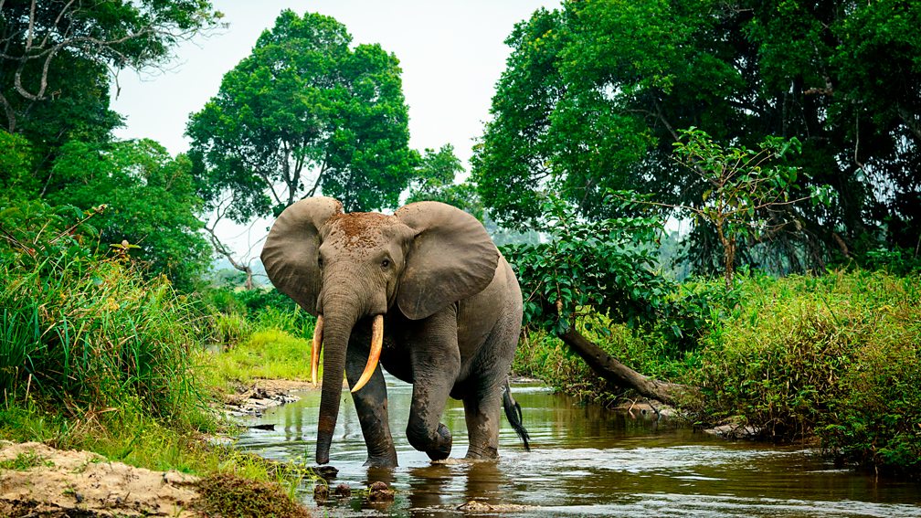 Getty Images Elephants cause a lot of damage as they move through the tropical forests of Africa – which is surprisingly good for the climate (Credit: Getty Images)