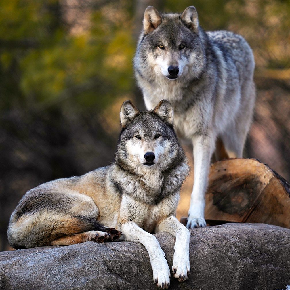 Getty Images Wolves can have a surprising impact on the amount of carbon stored in the boreal forests of North America (Credit: Getty Images)