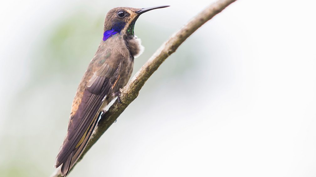 Cultura Creative RF/Alamy The area around Minca is one of the world's most important areas for endemic birds (Credit: Cultura Creative RF/Alamy)